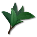 찻잎