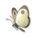 흰꽃나비